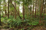 下総 森山城の写真
