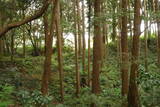 下総 森山城の写真