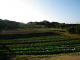 下総 中島城の写真