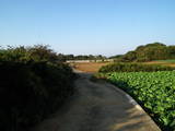 下総 中島城の写真