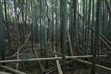 下総 大篠塚城の写真