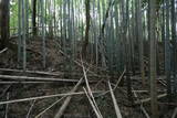 下総 大篠塚城の写真