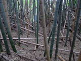 下総 小野田城の写真