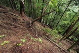 信濃 木沢城の写真