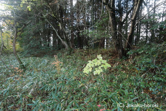 信濃 麦種城の写真