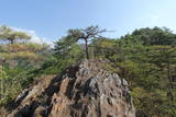 信濃 大岩城の写真