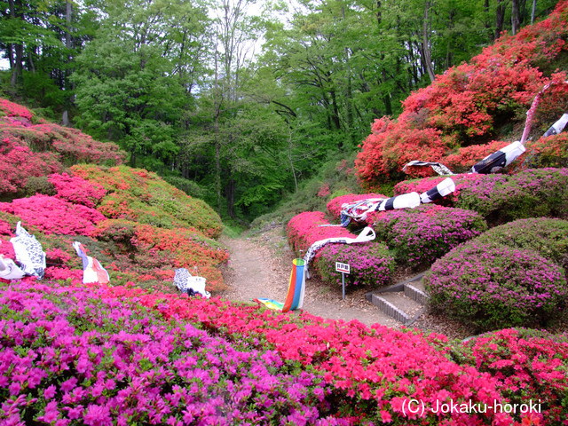 信濃 大島城の写真