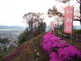 信濃 桜城の写真