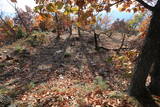 信濃 鷲尾城の写真