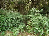 周防 石城山神籠石の写真