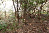 周防 (仮)常栄寺北山城の写真