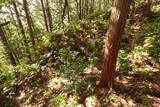 周防 (仮)常栄寺北山城の写真