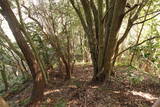 周防 (仮)常栄寺北山城の写真