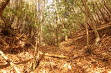 周防 成君寺山城の写真