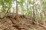 周防 高嶺城東麓曲輪群の写真