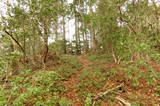 周防 追原の岡城の写真