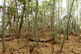 周防 若山城南砦の写真