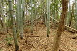 周防 若山城南砦の写真