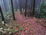 駿河 花倉城の写真