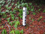 駿河 花倉城の写真
