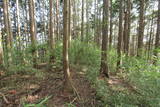 駿河 葛山かくれ城の写真