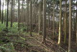 駿河 葛山かくれ城の写真