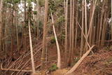 駿河 薩タ山砦の写真