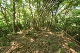 但馬 鯵山城の写真