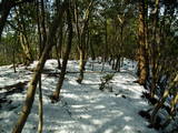 但馬 朝倉向山城の写真