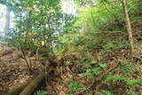 但馬 法道寺城の写真