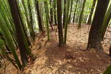 但馬 一部城の写真