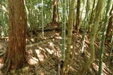 但馬 小谷城の写真