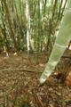 但馬 小谷城の写真