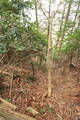 但馬 相応峰寺城の写真