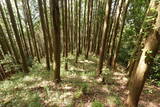 但馬 滝野城の写真