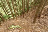 但馬 和田城(新温泉町)の写真