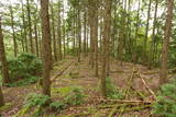 但馬 和田城(和田山町)の写真