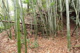 丹波 穴太城の写真