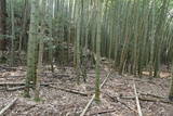 丹波 橋爪城の写真