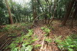 丹波 愛宕山城(福知山市土師)の写真