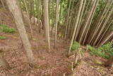 丹波 桐村城の写真