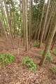 丹波 桐村城の写真