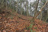 丹波 鶴首山城の写真