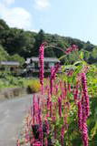 丹後 八幡山城の写真