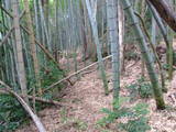 丹後 岩滝城の写真