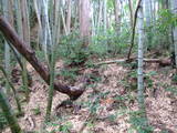 丹後 岩滝城の写真