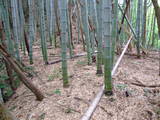 丹後 岩滝城の写真