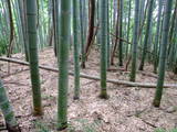 丹後 岩滝城の写真
