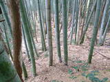 丹後 岩滝城の写真