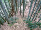 丹後 岩滝城の写真